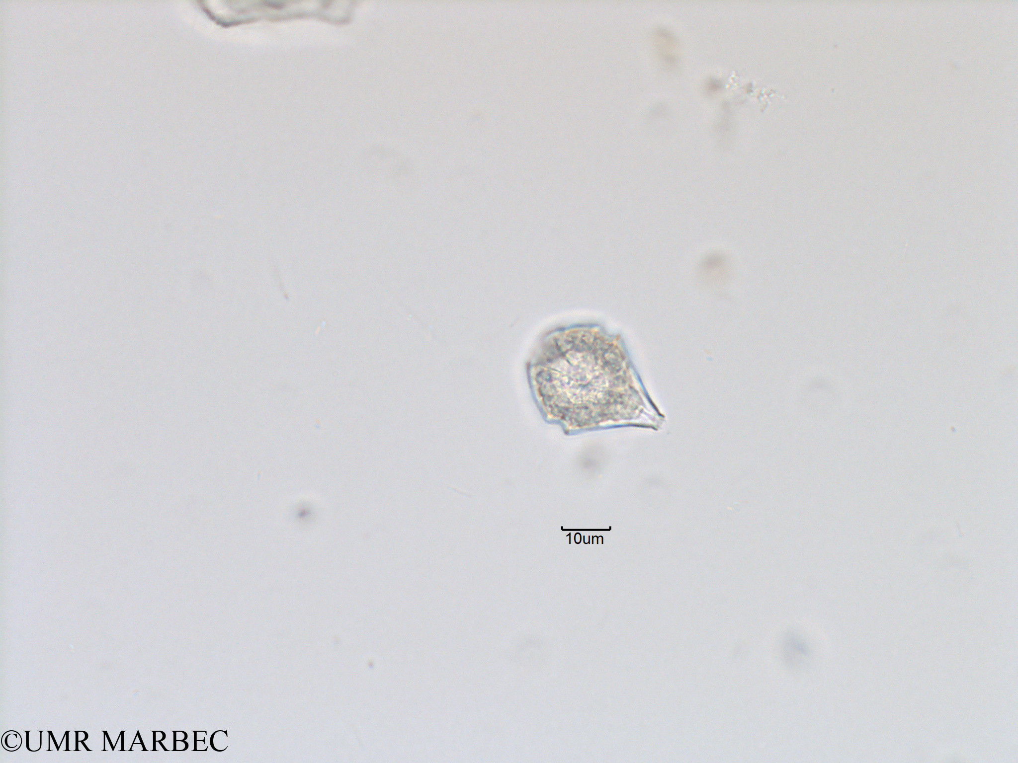phyto/Bizerte/bizerte_bay/RISCO November 2015/Scrippsiella spinifera (ancien Scrippsiella spp-Baie_T5-ACW1-cf Scrippsiella-3).tif(copy).jpg
